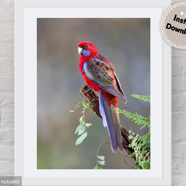 Crimson Rosella Digital File