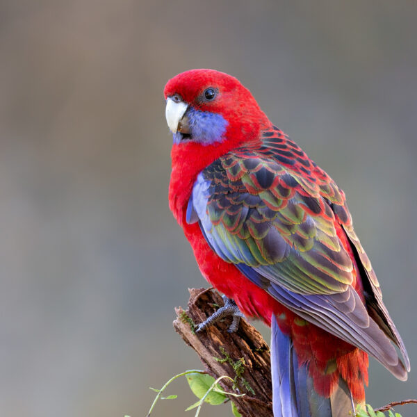 Crimson Rosella Digital File