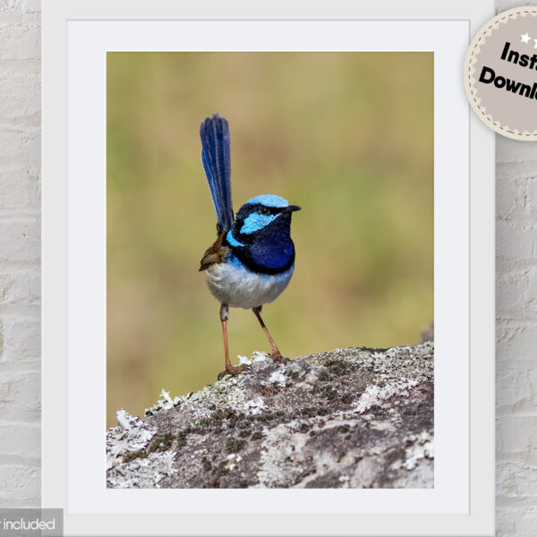 Supeerb Fairy-wren Digital Photo