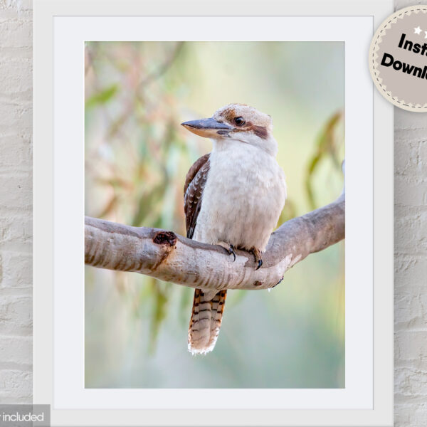Laughing Kookaburra Digital File