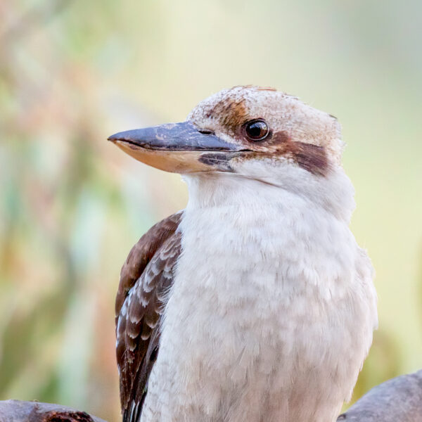 Laughing Kookaburra Digital File