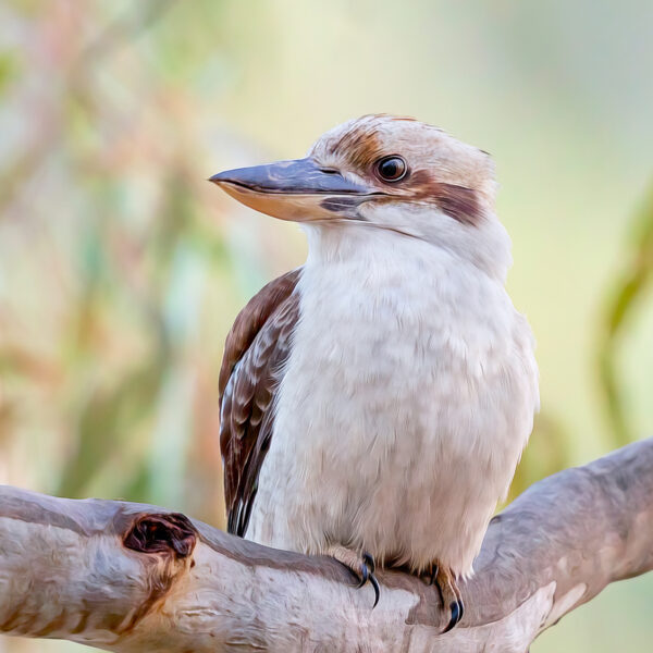 Laughing Kookaburra Close Up