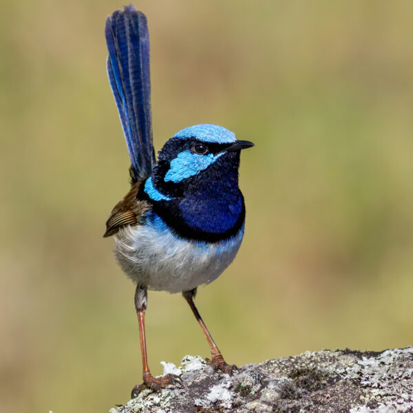 Superb Fairy-wren Close Up