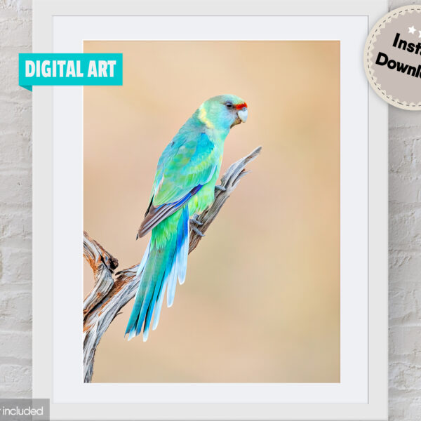Mallee Ringneck Digital Art