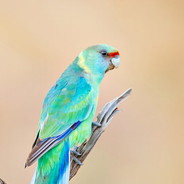 Mallee Ringneck Digital Art Close Up