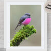 Pink Robin Digital Photo
