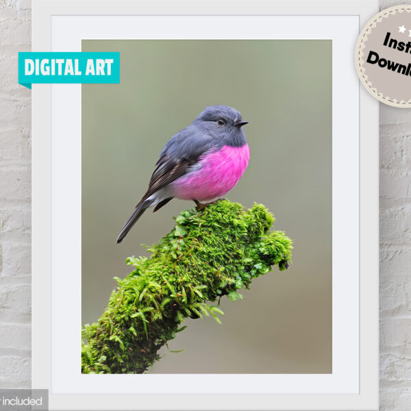Pink Robin Digital Art