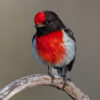 Red-capped Robin Digital Photo Close Up