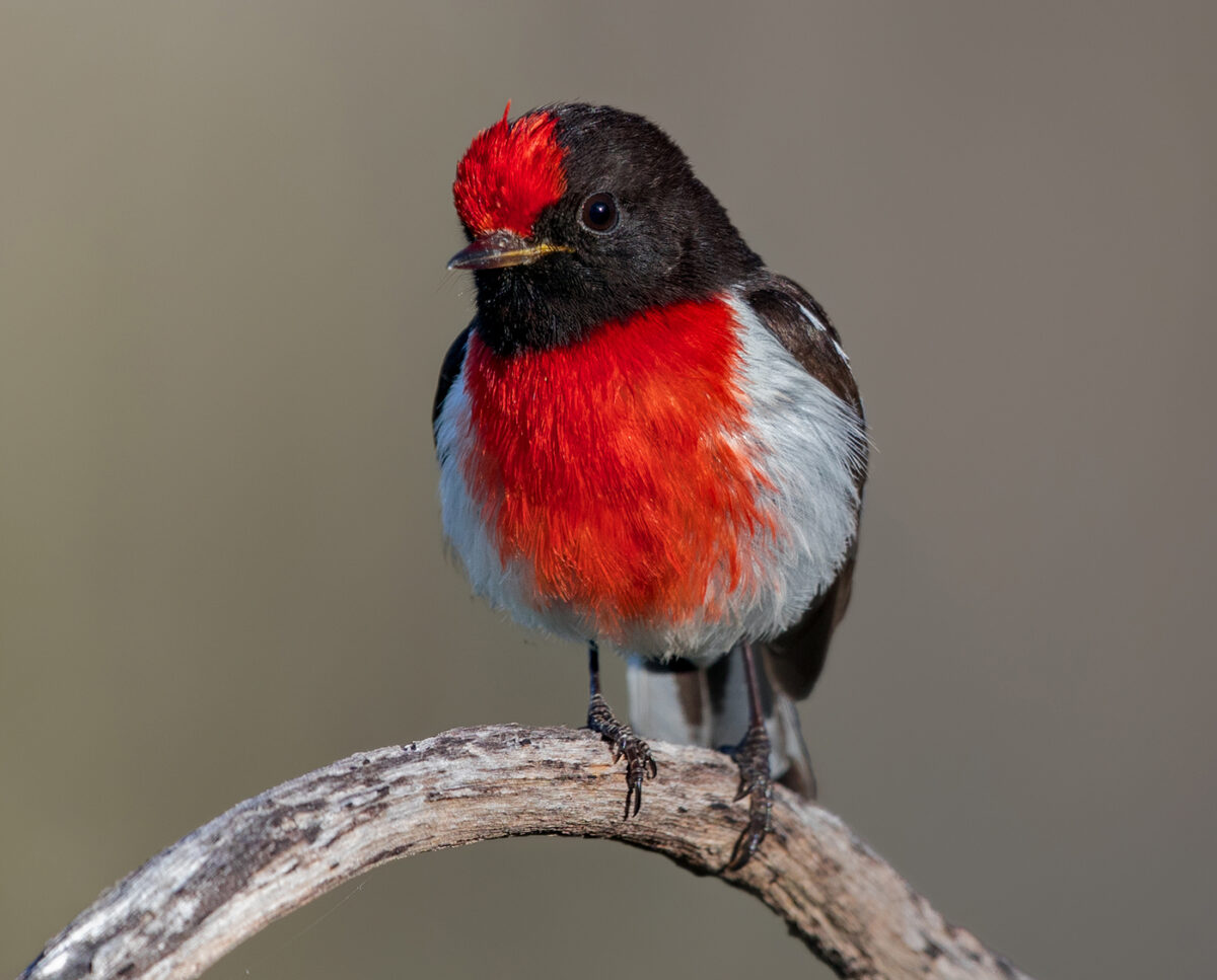 Red-capped Robin Digital Photo Close Up