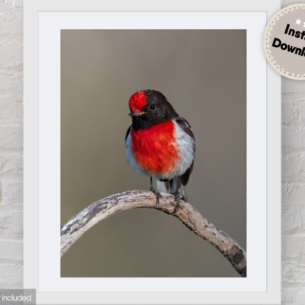 Red-capped Robin Digital Photo