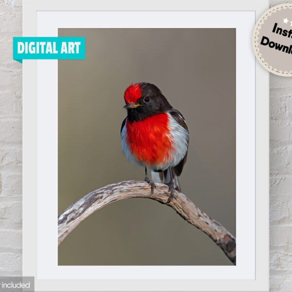 Red-capped Robin Digital Art
