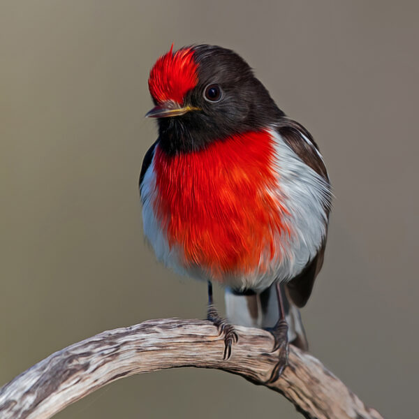 Red-capped Robin Digital Art Close Up