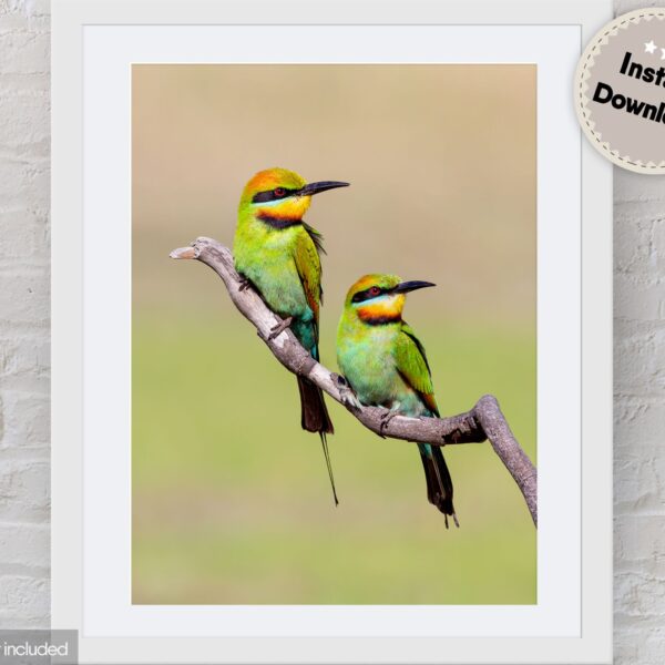 Rainbow Bee-eater Digital Download