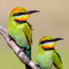 Rainbow Bee-eater Digital Download