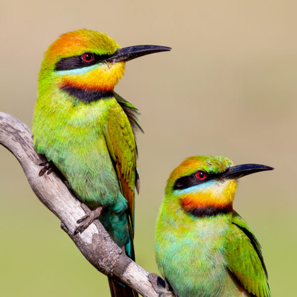 Rainbow Bee-eater Digital Download