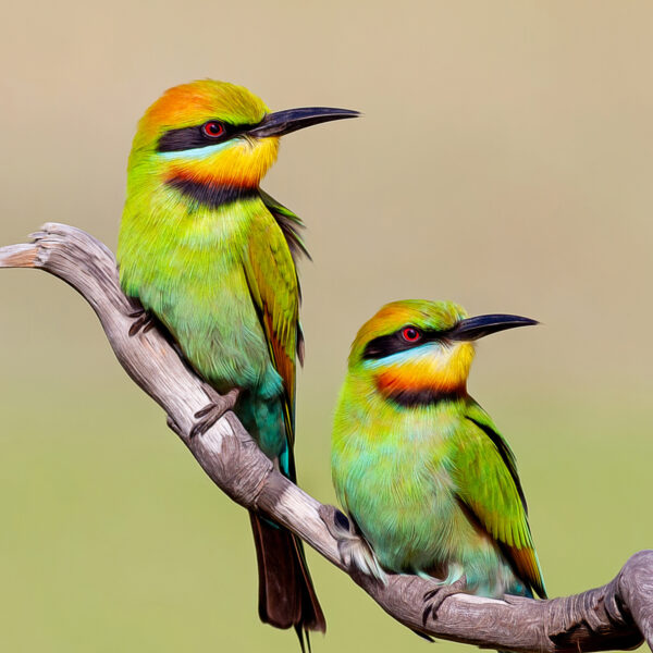 Rainbow Bee-eater Close Up