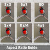Red-capped Robin Digital Art Ratios